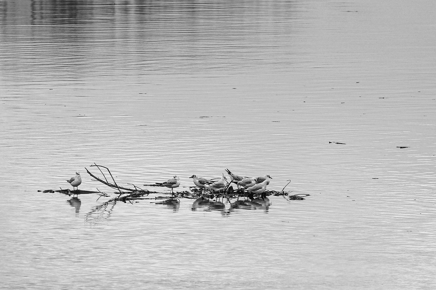 IZLOŽBA SEKCIJE ZA FOTOGRAFIJU I DIGITALNU GRAFIKU, SKC,  BEOGRAD &nbsp;&nbsp;[×]